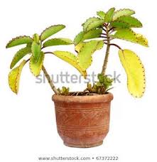 Kalanchoe Pinnata Has Wonderful Benefits That Benefits Are Listed Below For Your Reference It Helps In Treatin Benefit Wonder Herbalism