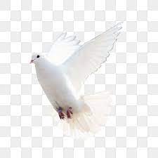Dove White Dove Birds Animation Clipart Pigeon Birds Png Transparent Image And Clipart For Free Download In 2021 Dove Bird Dove Images White Doves