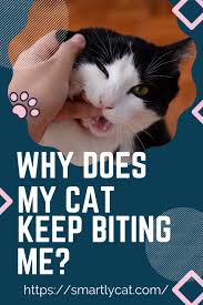 Why Does My Cat Keep Biting Me In 2020 Cat Care Cat Biting Kitten Care