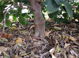 This results in a hard to train tree that is more. Keep Mulch Away From Tree Trunks Greg Alder S Yard Posts Southern California Food Gardening