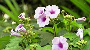 Image result for Ipomoea involucrata
