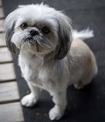 They will develop their 28 milk teeth by the time they are about 6 or 7 weeks old. Do All Shih Tzu Have Long Hair Yes And No