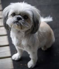 This here is my mother's shih tzu, maggie. Do All Shih Tzu Have Long Hair Yes And No
