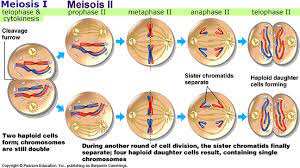 Cytokinesis is the part of the cell division process during which the cytoplasm of a single eukaryotic cell divides into two daughter cells. Meiosis Many Steps Of Meiosis Closely Resemble Corresponding Steps In Mitosis Meiosis Like Mitosis Is Preceded By The Replication Of Chromosomes However This Single Replication Is Followed By Two Consecutive Cell Divisions Called Meiosis I And Meiosis Ii