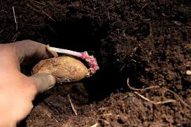 They are not actually the seeds but they are small potatoes with sprouts which later germinates into plants. The Easy Way To Grow Potatoes At Home A Traditional Life