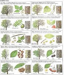 how can leaves identify a tree phenology science with