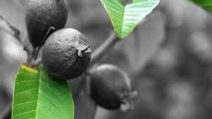 Maybe you would like to learn more about one of these? 8 Manfaat Menakjubkan Dari Daun Jambu Biji Untuk Kesehatan Anda Warta Kota