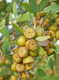 Image result for Leptospermum laevigatum