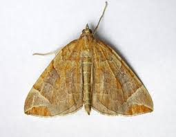 Image result for Eulithis testata