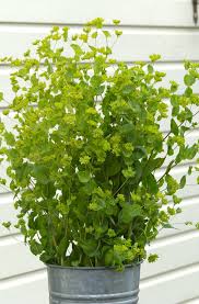 Image result for Bupleurum rotundifolium