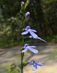 Image result for Lobelia uliginosa
