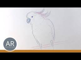 Einfach Tiere Zeichnen Lernen Tier Illustration Skizzieren Tier Portraits Malen Zeichenkurse Youtube Zeichnen Lernen Tiere Zeichnen Tierillustration