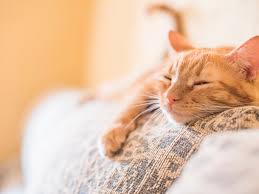 We did not find results for: How To Deal With The Loss Of Your Cat