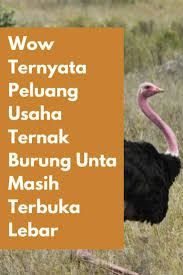 Wow Ternyata Peluang Usaha Ternak Burung Unta Masih Terbuka Lebar Di 2020 Unta Hewan Habitat