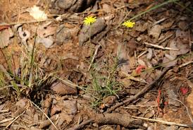 Image result for Felicia mossamedensis