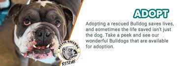 Located in kinzers, pa and shrewsbury, pa, we're here to help you find your perfect puppy! Home Austin Bulldog Rescue
