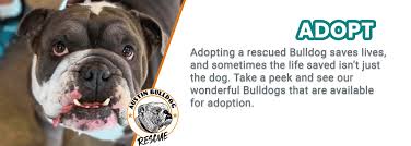 Search for rescue dogs for adoption. Home Austin Bulldog Rescue