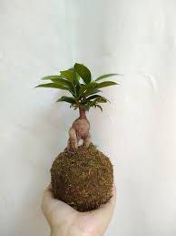 Come salvare una pianta da interno? Pianta Interno Esterno Ficus Retusa Bonsai Ginseng Giapponese Etsy Ficus Bonsai Piante