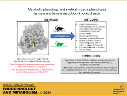 Maybe you would like to learn more about one of these? Metabolic Physiology And Skeletal Muscle Phenotypes In Male And Female Myoglobin Knockout Mice American Journal Of Physiology Endocrinology And Metabolism
