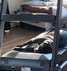 What is the best treadmill for home use? That S An Unorthodox Use For A Treadmill Please Direct Your Attention To The Dog Bed In The Background Animalsbeingderps