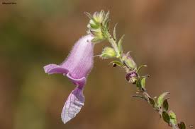 Image result for Ceratotheca integribracteata