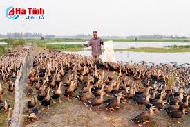 Vịt trời vào trang trại. Nuoi Vá»‹t Trá»i Thu Tiá»n Tá»·