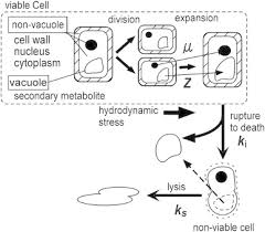 How long does a cell spend in interphase compared to each stage of mitosis? Conceptual Diagram Of Life Cycle Of Plant Cells Used In The Model Download Scientific Diagram
