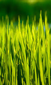 Download and install grass lwp revamped+pro mod (paid) 2.0 apk file (0.39 mb). Free Summer Grass Live Wallpaper Apk Download For Android Getjar