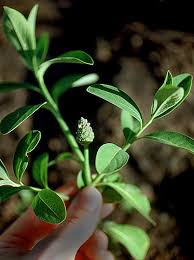 Image result for Sphenoclea zeylanica