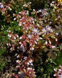 Image result for Sedum glomerifolium