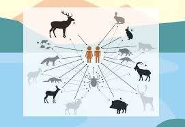 Image result for Q Fever