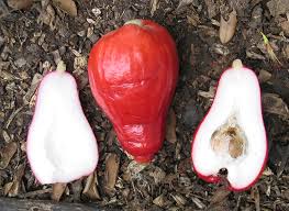 Image result for Syzygium niassense