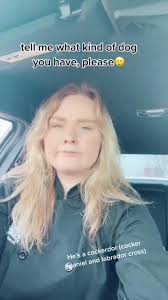 Spaniel Labrador Mix