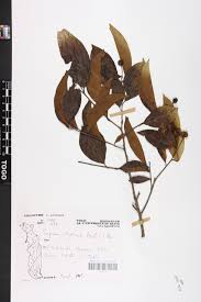 Image result for Shirakiopsis elliptica