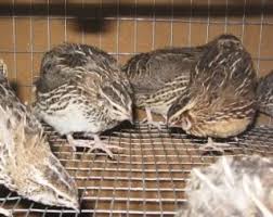 Become the bird whisperer of the neighborhood. Diy Homemade Quail Cage System Self Reliance University