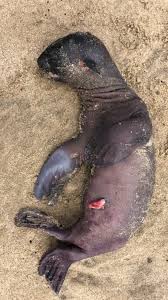 We did not find results for: Foto Ribuan Anak Anjing Laut Mati Terdampar Di Pantai Namibia Kumparan Com