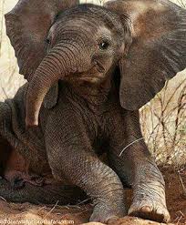 Awwww Cute Animal Pictures Elephant Animals