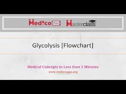 videos matching glycolysis embden meyerhof pathway