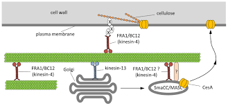 Plant cell walls are composed of microfibrils of cellulose embedded in a matrix of polysaccharides and protein. Frontiers Are Kinesins Required For Organelle Trafficking In Plant Cells Plant Science