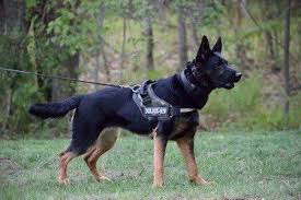 Hours may change under current circumstances Dog Breeder German Shepherd South Windsor Ct