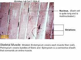 Histology Of Skeletal Muscle Fibrs Skeletal Muscle Histology Slides Muscular System