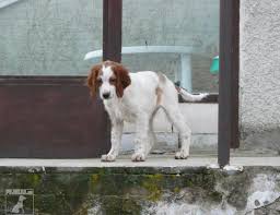 Image result for irský červenobílý setr