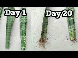 Propagate Snake Plant Mother In Law S Tounge From Single Leaf How To Grow Snake Plant Youtube Snake Plant Propagation Propagating Plants Snake Plant