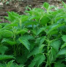 Image result for Urtica
