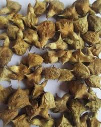 Image result for Pedalium