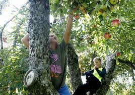 When to plant fruit trees. Some Cold Dependent Fruit Trees Hurting Because Of Climate Change The Blade