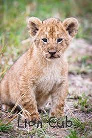 Start by drawing the eyes of your lion cub in pencil. Lion Cub Notebook With Animals For Kids Notebook For Coloring Drawing And Writing Realistic Colors 110 Pages Unlined 6 X 9 Animal Glossy Notebook Notebook Animal Glossy Journals Notebooks 9781073150106 Amazon Com Books