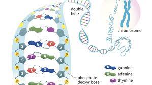 The part of a nucleotide that can make it different from others the four dna bases are adenine, thymine, cytosine and guanine. Nucleic Acids Function Examples And Monomers