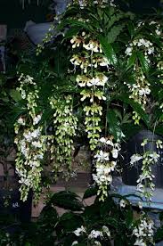 Image result for Clerodendrum abilioi