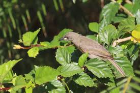 Image result for Macaranga schweinfurthii